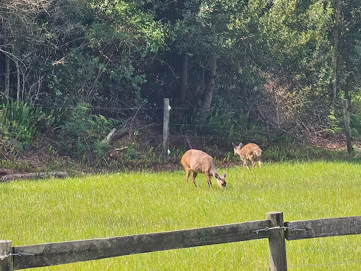 Packwood Wine Estate and Country Retreat wildlife