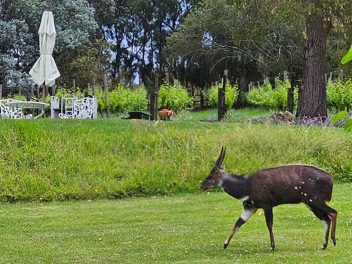 Packwood Wine Estate and Country Retreat wildlife