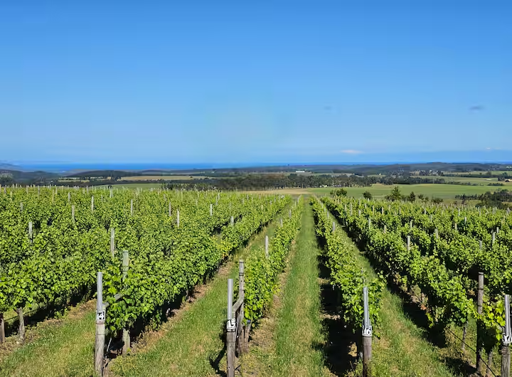 Packwood Wien Estate & Country Retreat Vineyards