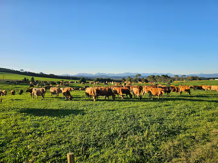 Packwood Wine Estate and Country Retreat cattle