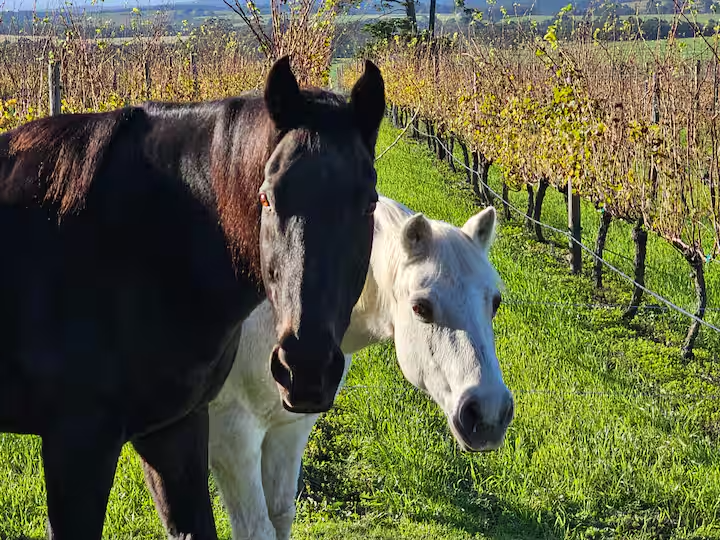 Packwood Wine Estate and Country Retreat horses