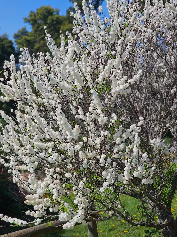 Packwood Wine Estate and Country Retreat Spring