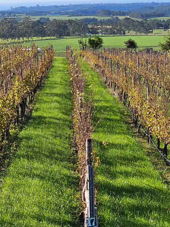 Packwood Wine Estate and Country Retreat Vineyards Packwood Wine Estate and Country Retreat Vineyards